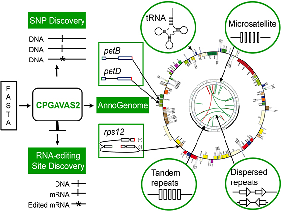 workflow for CPGAVAS